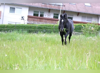 Quarter horse américain, Étalon, 18 Ans, 150 cm, Noir