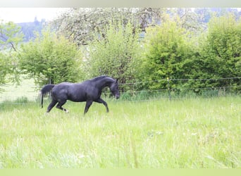 Quarter horse américain, Étalon, 18 Ans, 150 cm, Noir