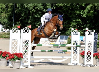 Belgisches Sportpferd, Stute, 6 Jahre, 171 cm, Brauner, in Hintermoos