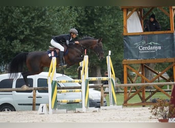 Achal-Tekkiner, Hengst, 12 Jahre, 158 cm, Dunkelbrauner