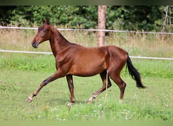 Achal-Tekkiner, Hengst, 1 Jahr, 148 cm, Dunkelbrauner