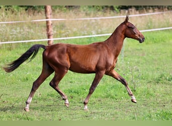 Achal-Tekkiner, Hengst, 1 Jahr, 148 cm, Dunkelbrauner