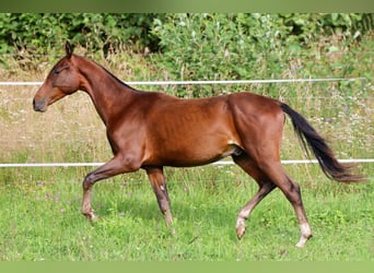 Achal-Tekkiner, Hengst, 1 Jahr, 148 cm, Dunkelbrauner
