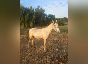 Achal-Tekkiner Mix, Hengst, 1 Jahr, 158 cm, Buckskin