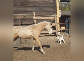 Achal-Tekkiner Mix, Hengst, 1 Jahr, 158 cm, Buckskin