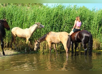 Achal-Tekkiner Mix, Hengst, 1 Jahr, 158 cm, Buckskin