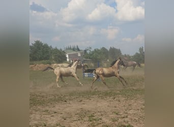 Achal-Tekkiner, Hengst, 1 Jahr, 160 cm, Buckskin