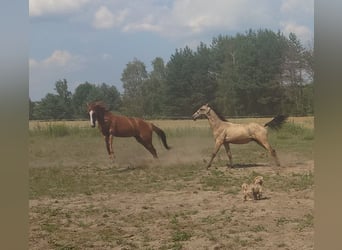 Achal-Tekkiner, Hengst, 1 Jahr, 160 cm, Buckskin
