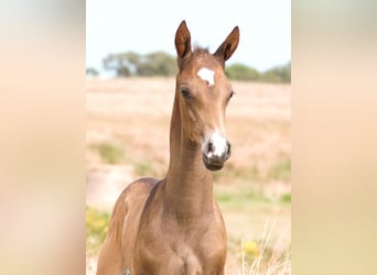 Achal-Tekkiner, Hengst, 1 Jahr, 162 cm, Buckskin