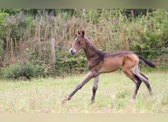 Achal-Tekkiner, Hengst, 1 Jahr, 162 cm, Buckskin