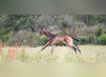 Achal-Tekkiner, Hengst, 1 Jahr, 162 cm, Buckskin