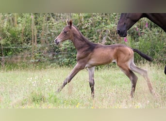 Achal-Tekkiner, Hengst, 1 Jahr, 162 cm, Buckskin