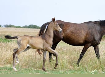 Achal-Tekkiner, Hengst, 1 Jahr, 162 cm, Buckskin