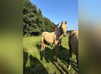 Achal-Tekkiner Mix, Hengst, 1 Jahr, Brauner