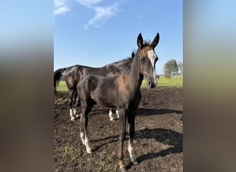 Achal-Tekkiner Mix, Hengst, 1 Jahr, Brauner