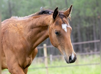 Achal-Tekkiner, Hengst, 1 Jahr, Schwarzbrauner