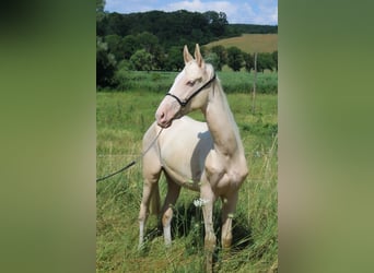Achal-Tekkiner, Hengst, 2 Jahre, 148 cm, Cremello