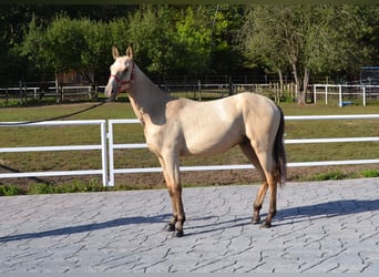 Achal-Tekkiner, Hengst, 2 Jahre, 152 cm, Falbe