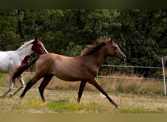 Achal-Tekkiner, Hengst, 2 Jahre, 160 cm, Buckskin