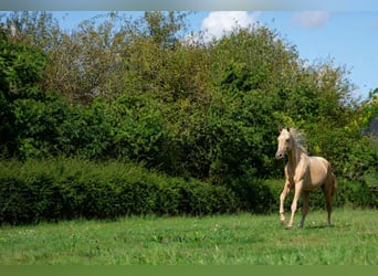 Achal-Tekkiner, Hengst, 2 Jahre, 162 cm, Palomino