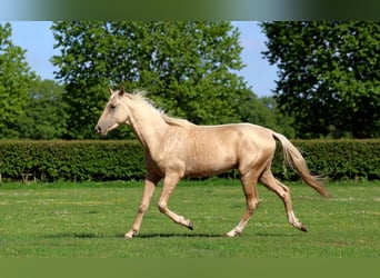 Achal-Tekkiner, Hengst, 2 Jahre, 162 cm, Palomino