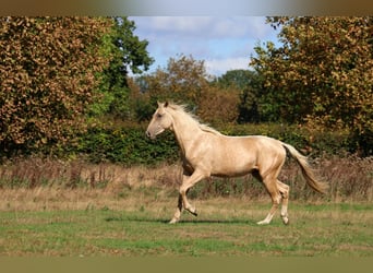 Achal-Tekkiner, Hengst, 2 Jahre, 162 cm, Palomino