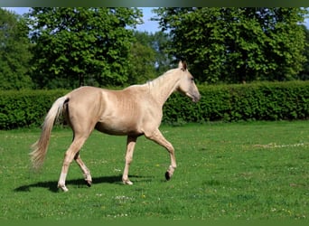 Achal-Tekkiner, Hengst, 2 Jahre, 162 cm, Palomino