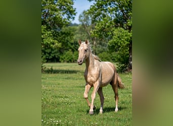 Achal-Tekkiner, Hengst, 2 Jahre, 162 cm, Palomino