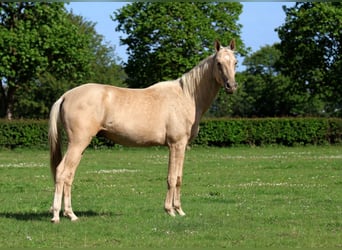 Achal-Tekkiner, Hengst, 2 Jahre, 162 cm, Palomino