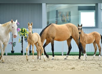Achal-Tekkiner, Hengst, 2 Jahre, Falbe