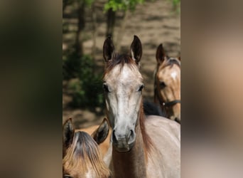 Achal-Tekkiner, Hengst, 3 Jahre, 145 cm, Buckskin