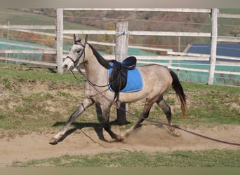 Achal-Tekkiner, Hengst, 3 Jahre, 158 cm, Schimmel