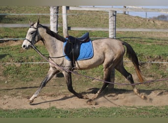 Achal-Tekkiner, Hengst, 3 Jahre, 158 cm, Schimmel