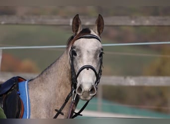 Achal-Tekkiner, Hengst, 3 Jahre, 158 cm, Schimmel