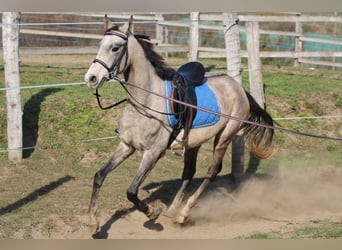 Achal-Tekkiner, Hengst, 3 Jahre, 158 cm, Schimmel