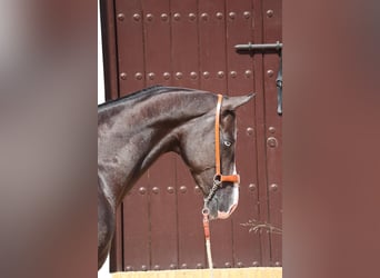 Achal-Tekkiner, Hengst, 3 Jahre, 159 cm, Rappe