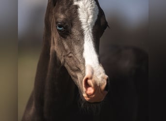 Achal-Tekkiner, Hengst, 3 Jahre, 159 cm, Rappe