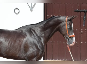 Achal-Tekkiner, Hengst, 3 Jahre, 159 cm, Rappe