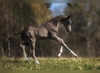 Achal-Tekkiner, Hengst, 3 Jahre, 159 cm, Rappe