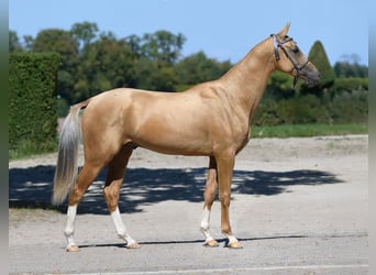 Achal-Tekkiner, Hengst, 3 Jahre, 160 cm