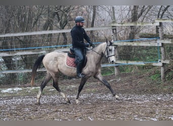 Achal-Tekkiner, Hengst, 4 Jahre, 158 cm, Schimmel