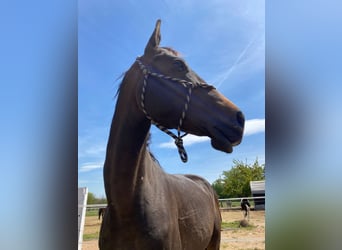 Achal-Tekkiner, Hengst, 4 Jahre, 160 cm, Dunkelbrauner
