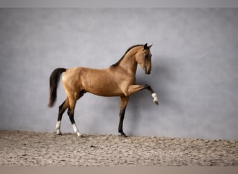 Achal-Tekkiner, Hengst, 4 Jahre, 161 cm, Buckskin