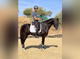 Achal-Tekkiner, Hengst, 4 Jahre, 162 cm, Rappe