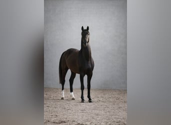 Achal-Tekkiner, Hengst, 4 Jahre, 162 cm, Rappe