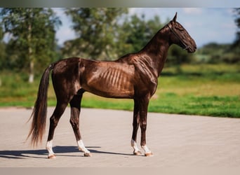 Achal-Tekkiner, Hengst, 6 Jahre, Dunkelbrauner