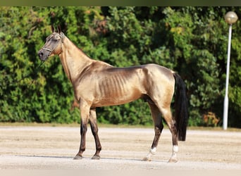 Achal-Tekkiner, Hengst, 8 Jahre, Buckskin