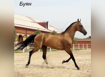 Achal-Tekkiner, Hengst, 9 Jahre, 162 cm, Hellbrauner