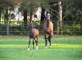 Achal-Tekkiner, Stute, 12 Jahre, 159 cm, Brauner