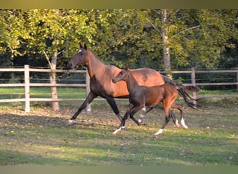 Achal-Tekkiner, Stute, 12 Jahre, 159 cm, Brauner